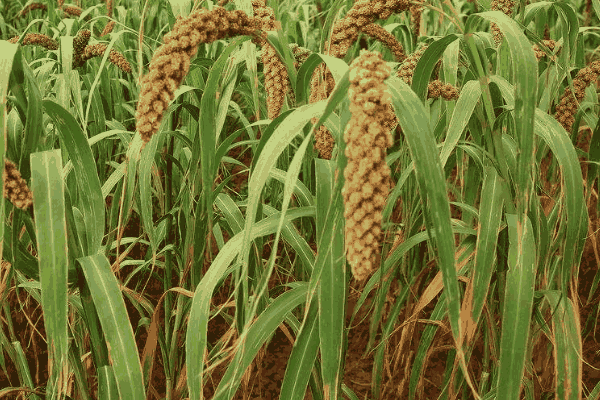 小米种植播种量